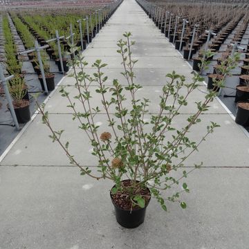 Viburnum carlcephalum