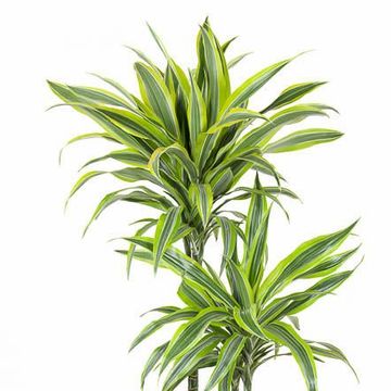 Dracaena fragrans 'Lemon Lime'