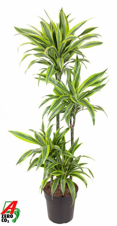 Dracaena fragrans 'Lemon Lime'