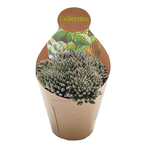 Sinocrassula yunnanensis