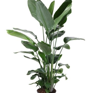 Strelitzia nicolai