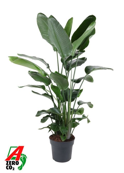 Strelitzia nicolai