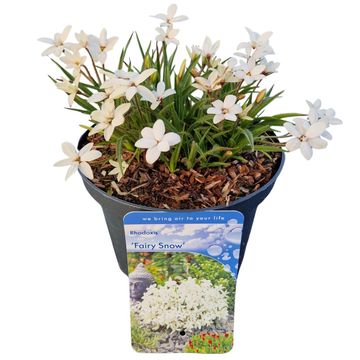 x Rhodoxis FAIRY SNOW