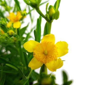 Hypericum kalmianum SUNNY BOULEVARD