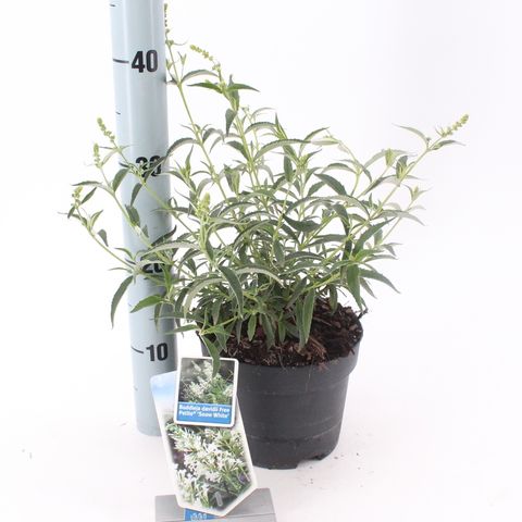 Buddleja FREE PETITE SNOW WHITE