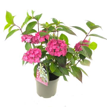 Hydrangea serrata 'Magic Sunset'