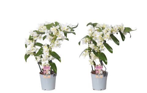 Dendrobium nobile STAR CLASS WHITE