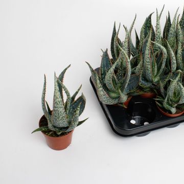 Aloe 'Carola'