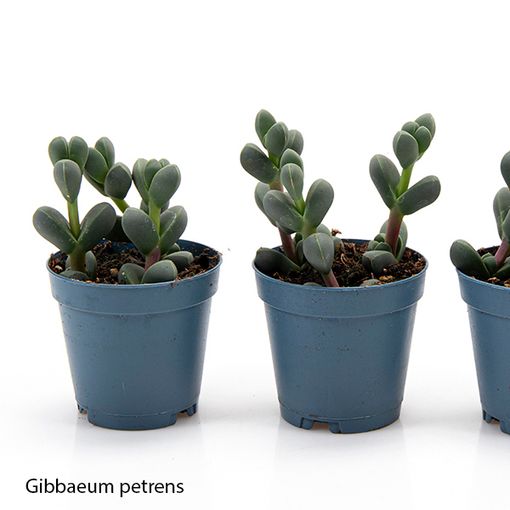 Gibbaeum petrense