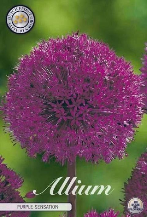 Allium 'Purple Sensation'