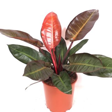Philodendron 'Red Sun'