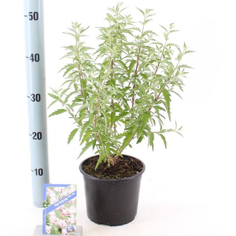 Caryopteris x clandonensis STEPHI — Pflanzengroßhandel FlorAccess