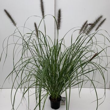 Pennisetum alopecuroides 'Red Head'