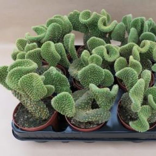 Opuntia microdasys pallida f. cristata