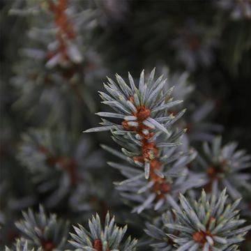 Picea glauca 'Sander's Blue'
