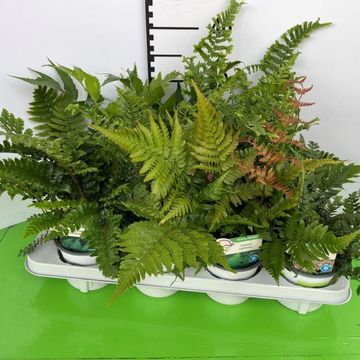 Ferns MIX