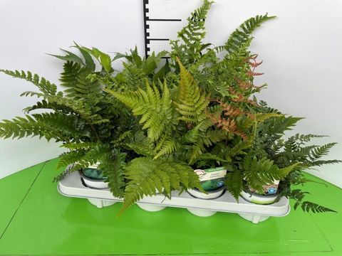 Ferns MIX