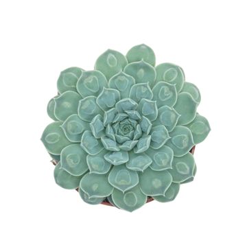 Echeveria 'Heart Signal'