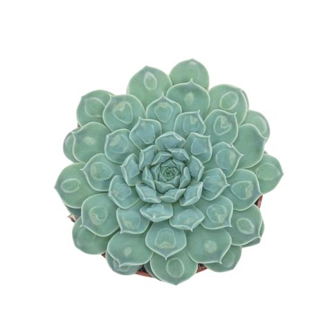 Echeveria 'Heart Signal'