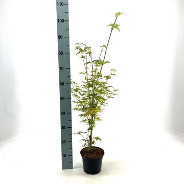 Acer palmatum 'Sangokaku'