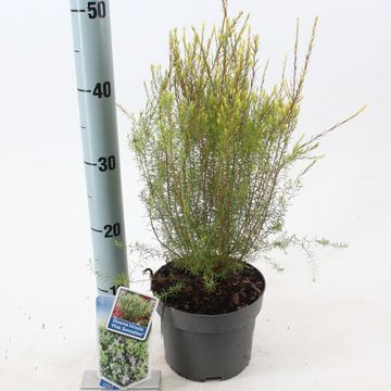 Diosma hirsuta 'Pink Sensation'