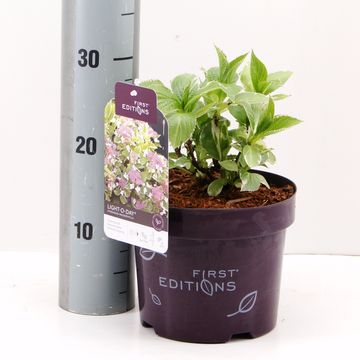 Hydrangea macrophylla LIGHT-O-DAY