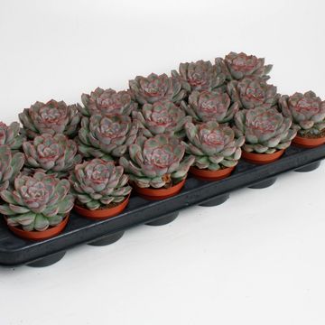 Echeveria pulidonis 'Deremensis'