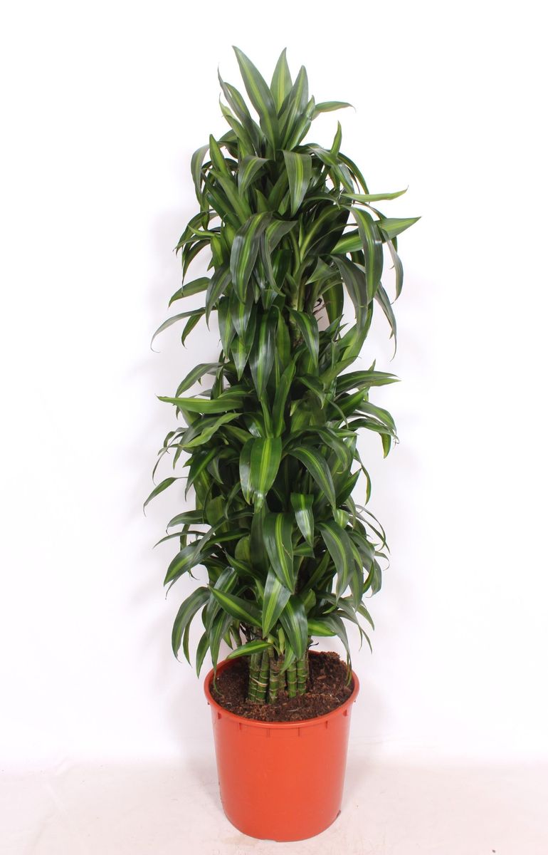 Dracaena fragrans 'Hawaiian Sunshine' — Plant Wholesale FlorAccess