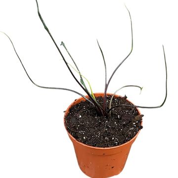 Alocasia plumbea 'Flying Squid'