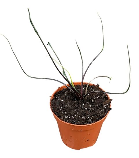 Alocasia plumbea 'Flying Squid'