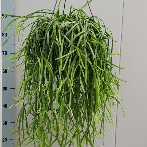 Rhipsalis trigona