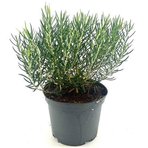 Andromeda glaucophylla