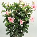 Bougainvillea SUN VILLEA CREAM
