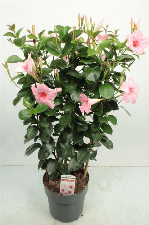 Bougainvillea SUN VILLEA CREAM