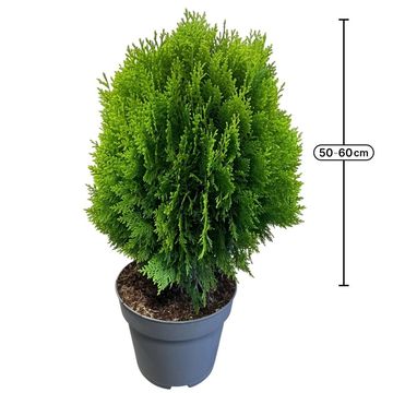 Thuja occidentalis 'Aurea Nana'