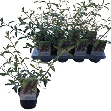 Buddleja davidii 'Royal Red'