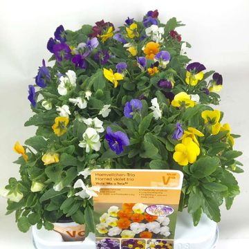 Viola CORNUTA MIX IN POT