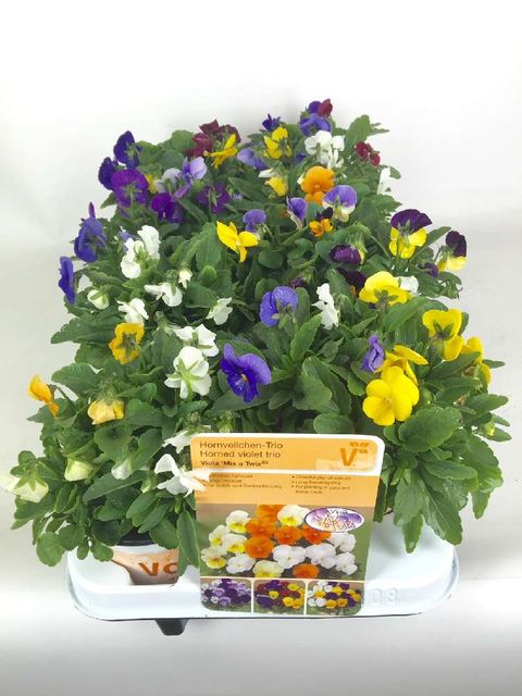 Viola CORNUTA MIX IN POT