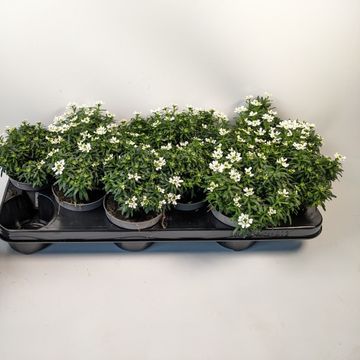 Iberis sempervirens 'Nevina'