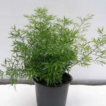 Asparagus densiflorus 'Cwebe'