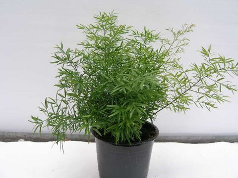 Asparagus densiflorus 'Cwebe'