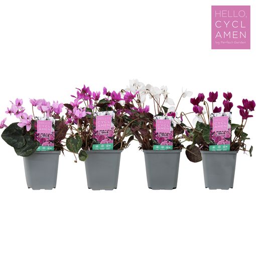 Cyclamen MIX