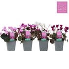 Cyclamen MIX