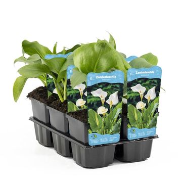 Zantedeschia aethiopica