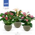 Anthurium ANDRAEANUM MIX