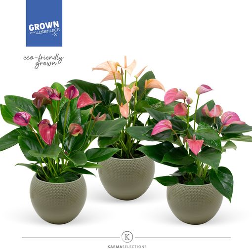 Anthurium KARMA MULTIFLORA MIX