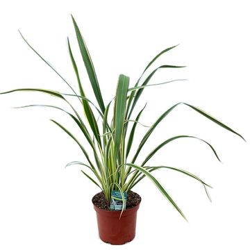 Phormium tenax 'Tricolor'