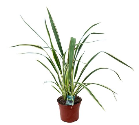 Phormium tenax 'Tricolor'