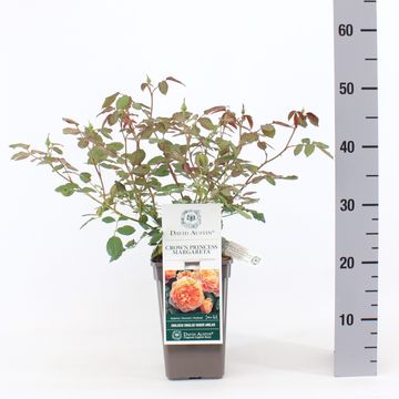 Rosa CROWN PRINCESS MARGARETA