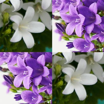 Campanula portenschlagiana AMBELLA MIX